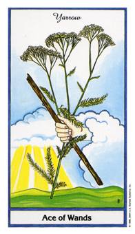 ҩ - Herbal Tarot - ȨA - Ace Of Wands