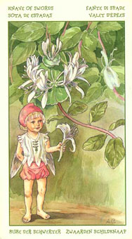 ֮ - The Spirit Of Flowers Tarot - ̴ - Page Of Swords