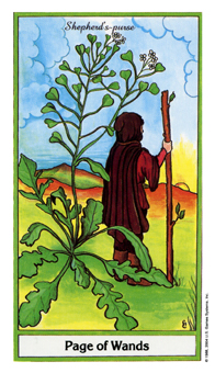 ҩ - Herbal Tarot - Ȩ̴ - Page Of Wands